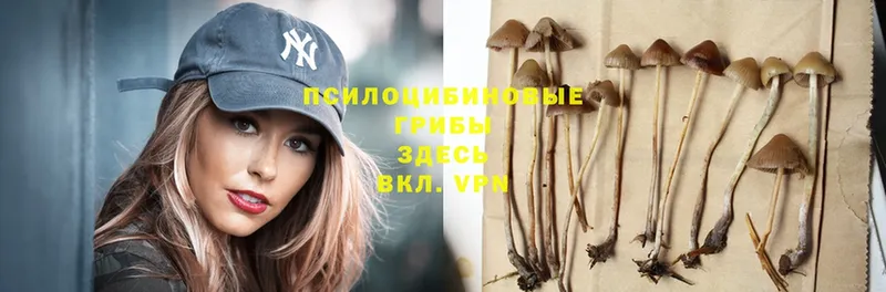 маркетплейс как зайти  Прохладный  Псилоцибиновые грибы Psilocybe 